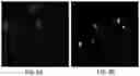 Fig. 15 - SYSTEMS AND METHODS FOR IDENTIFYING RARE CELLS