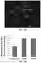 Fig. 25 - SYSTEMS AND METHODS FOR IDENTIFYING RARE CELLS