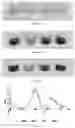Fig. 21 - Quantitative auxiliary-free chirality sensing with a metal probe