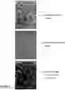 Fig. 07 - Method of intrinsic spectral analysis and applications thereof
