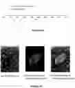Fig. 08 - Method of intrinsic spectral analysis and applications thereof