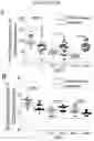Fig. 26 - MICROFLUIDIC DEVICE AND METHOD OF PREPARING A CELL MODEL FOR DISEASE ASSOCIATED WITH CANCER