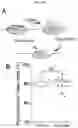 Fig. 30 - MICROFLUIDIC DEVICE AND METHOD OF PREPARING A CELL MODEL FOR DISEASE ASSOCIATED WITH CANCER