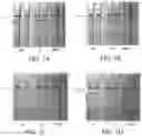 Fig. 02 - RAPID DIAGNOSTIC TESTS UTILIZING TRAP REGIONS