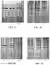 Fig. 03 - RAPID DIAGNOSTIC TESTS UTILIZING TRAP REGIONS