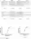 Fig. 06 - CELLULAR VAMP CLEAVAGE ASSAY