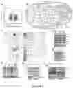 Fig. 02 - Methods of Detecting and Treating a Tumor Expressing PT346 PDK1