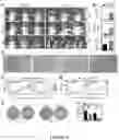 Fig. 06 - Methods of Detecting and Treating a Tumor Expressing PT346 PDK1