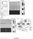 Fig. 08 - Methods of Detecting and Treating a Tumor Expressing PT346 PDK1