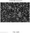 Fig. 28 - SYSTEMS AND METHODS FOR VESICLE CARGO LABELING AND DETECTION