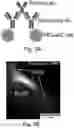 Fig. 22 - Super-resolution optical microscopy using aluminosilicate nanoparticles