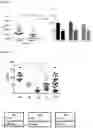 Fig. 05 - IN VITRO METHOD FOR THE DIAGNOSIS OR PROGNOSIS OF NEURODEGENERATIVE DISORDERS