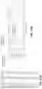 Fig. 08 - OPTICAL REJECTION PHOTONIC STRUCTURES