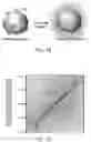 Fig. 10 - Widefield three-dimensional microscopy with a quantum entanglement light source