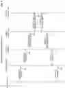 Fig. 10 - ACCELERATOR FABRIC FOR DISCRETE GRAPHICS