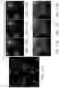 Fig. 18 - Systems and methods for deep learning microscopy