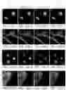 Fig. 23 - Systems and methods for deep learning microscopy