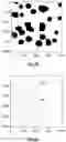 Fig. 06 - Method of and microscope comprising a device for detecting movements of a sample with respect to an objective