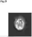 Fig. 22 - Image processing device and image processing method