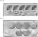 Fig. 06 - Method of fabricating gallium nitride substrate using ion implantation