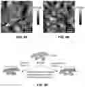 Fig. 10 - Methods and devices for graphene formation on flexible substrates by plasma-enhanced chemical vapor deposition