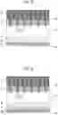 Fig. 10 - Semiconductor device comprising a buffer layer including a complex defect of interstice carbon and interstice oxygen