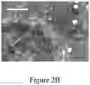 Fig. 04 - All-back-contact perovskite solar cells