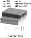 Fig. 30 - All-back-contact perovskite solar cells