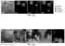 Fig. 24 - LATTICE ANCHORING STABILIZES SOLUTION-PROCESSED SEMICONDUCTORS