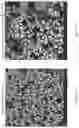 Fig. 05 - Ultrafast electrodeposition of carbon as a coating agent for lithium ion battery applications
