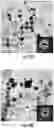 Fig. 17 - Compositions, systems and methods for producing nanoalloys and/or nanocomposites using tandem laser ablation synthesis in solution-galvanic replacement reaction