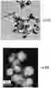 Fig. 36 - Compositions, systems and methods for producing nanoalloys and/or nanocomposites using tandem laser ablation synthesis in solution-galvanic replacement reaction