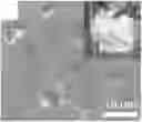 Fig. 01 - Electrolyte membrane for an alkali metal battery