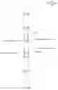 Fig. 28 - Tree pole connectors