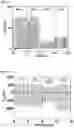Fig. 05 - Positively-charged body for triboelectric generator and triboelectric generator including the same