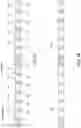 Fig. 03 - Reference signal sequences in time domain data