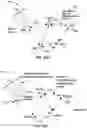 Fig. 15 - Beaconing in small wavelength wireless networks
