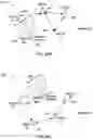 Fig. 16 - Beaconing in small wavelength wireless networks