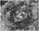 Fig. 01 - Lettuce variety ‘Marciano’