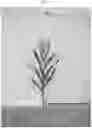 Fig. 03 - Maize variety ‘166-048’
