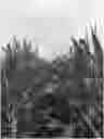 Fig. 01 - Maize varieties ‘164-005>1’ and ‘164-005>2’