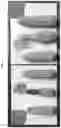 Fig. 09 - Maize varieties ‘164-005>1’ and ‘164-005>2’