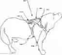 Fig. 01 - DOG HARNESS AND CARGO CARRIER