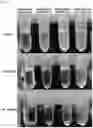 Fig. 07 - CELL CRYOPRESERVATION SOLUTION