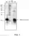 Fig. 07 - Compositions comprising a casein and methods of producing the same