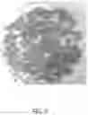 Fig. 03 - Textured Plant Protein Product and Method