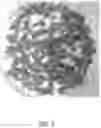 Fig. 04 - Textured Plant Protein Product and Method