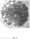 Fig. 05 - Textured Plant Protein Product and Method