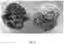Fig. 08 - Textured Plant Protein Product and Method