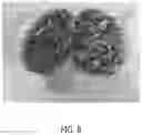 Fig. 09 - Textured Plant Protein Product and Method